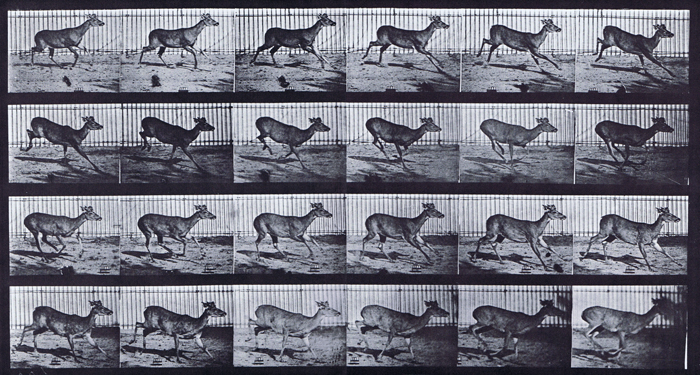 Profile view of virginia deer, buck galloping animation reference using muybridge plate 683 from animal locomotion