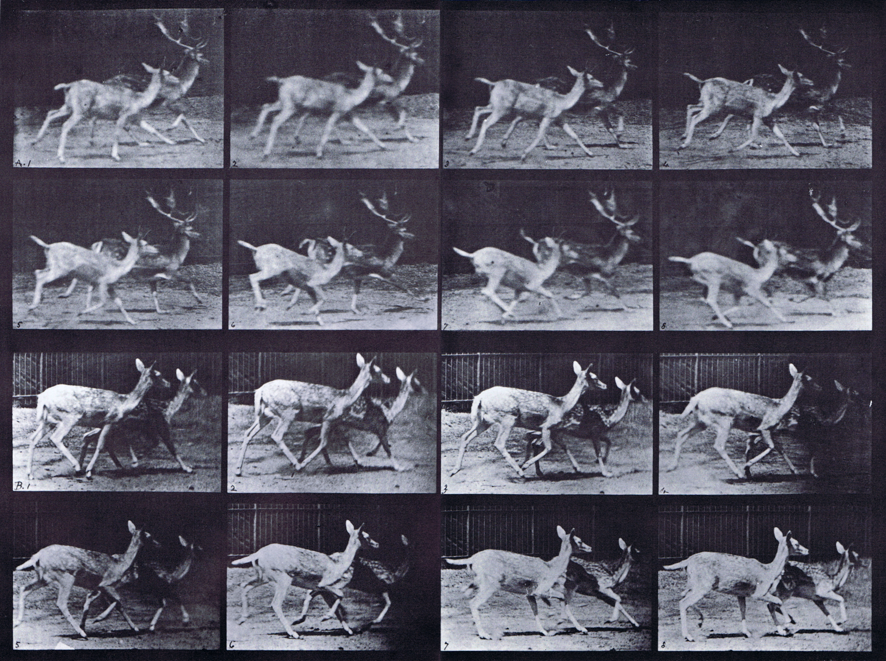 large profile views of fallow deer, a, buck and a doe trotting, b, two does trotting animation reference using muybridge plate 684 from animal locomotion