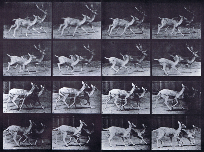Profile views of fallow deer, a, buck and a doe trotting, b, two does trotting animation reference using muybridge plate 684 from animal locomotion