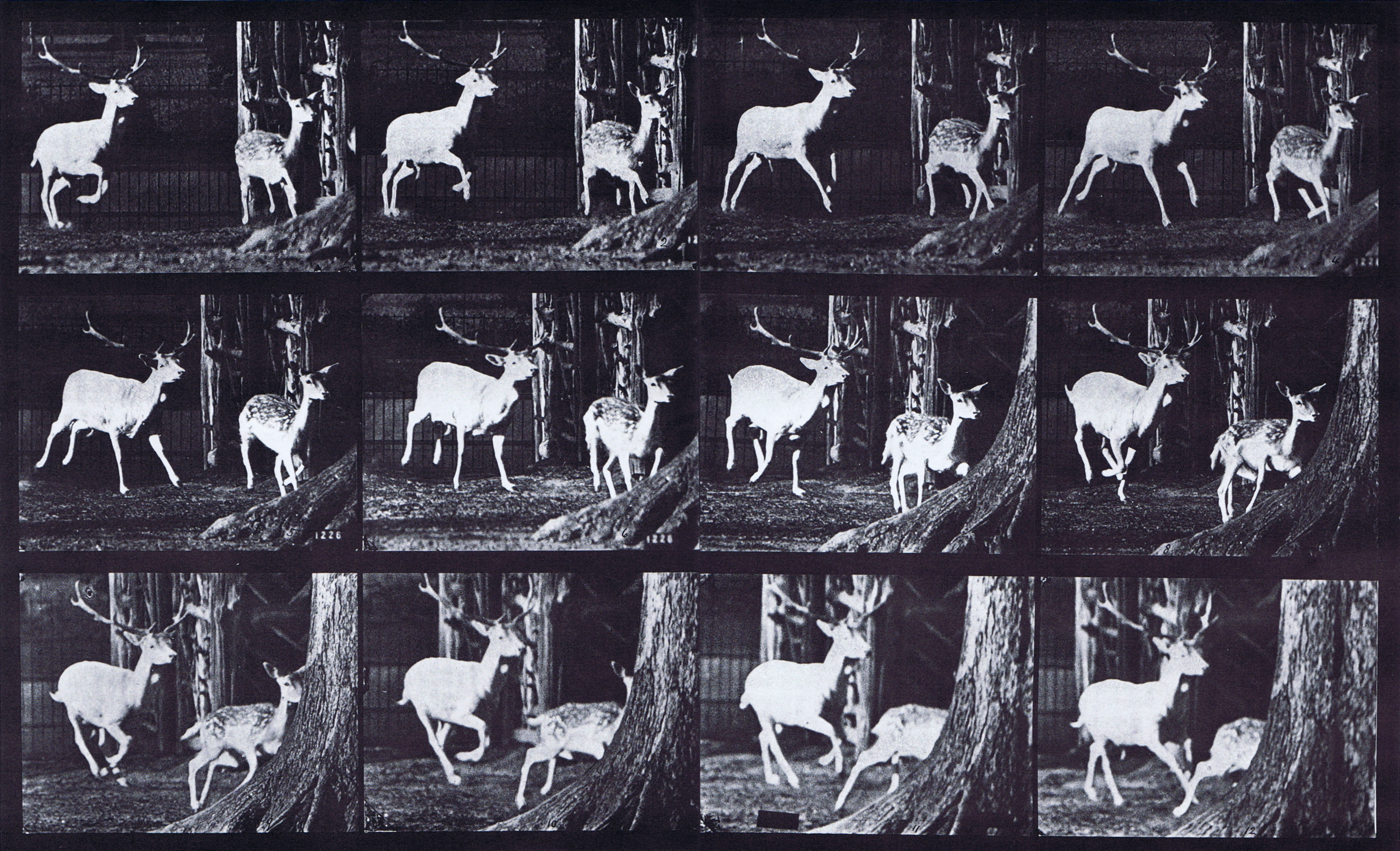 large front three-quarter view of fallow deer buck and doe galloping animation reference using muybridge plate 686 from animal locomotion
