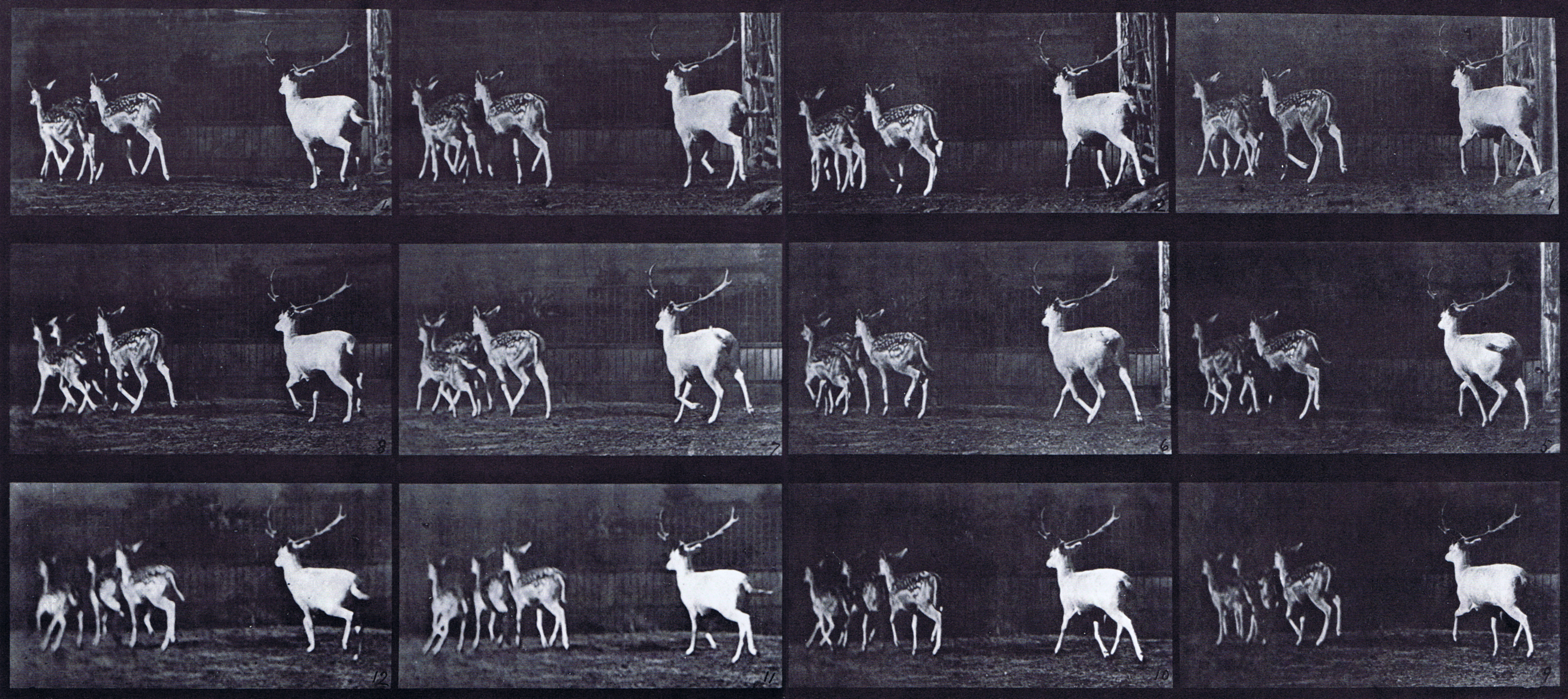 large rear three-quarter view of fallow deer buck and group of does galloping animation reference using muybridge plate 687 from animal locomotion