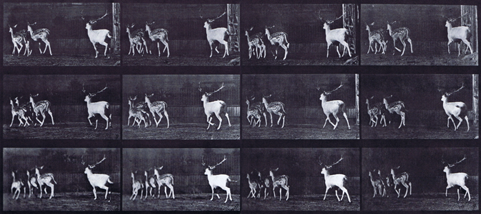 Rear three-quarter view of fallow deer buck and group of does galloping animation reference using muybridge plate 687 from animal locomotion