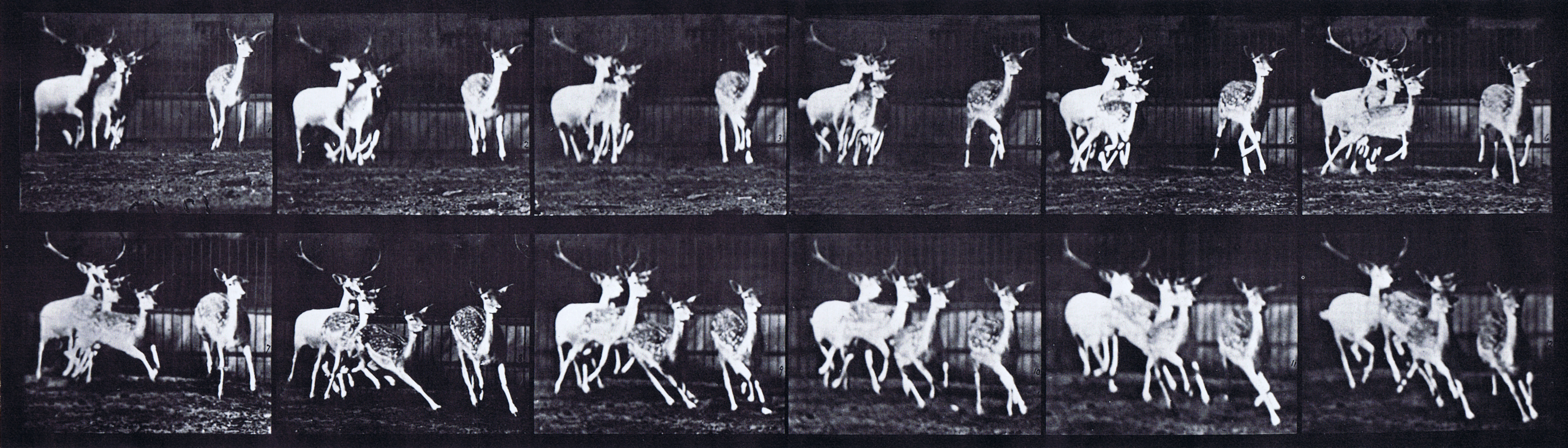 large front three-quarter view of fallow deer buck and group of does galloping animation reference using muybridge plate 688 from animal locomotion