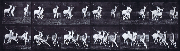 Front three-quarter view of fallow deer buck and group of does galloping animation reference using muybridge plate 688 from animal locomotion