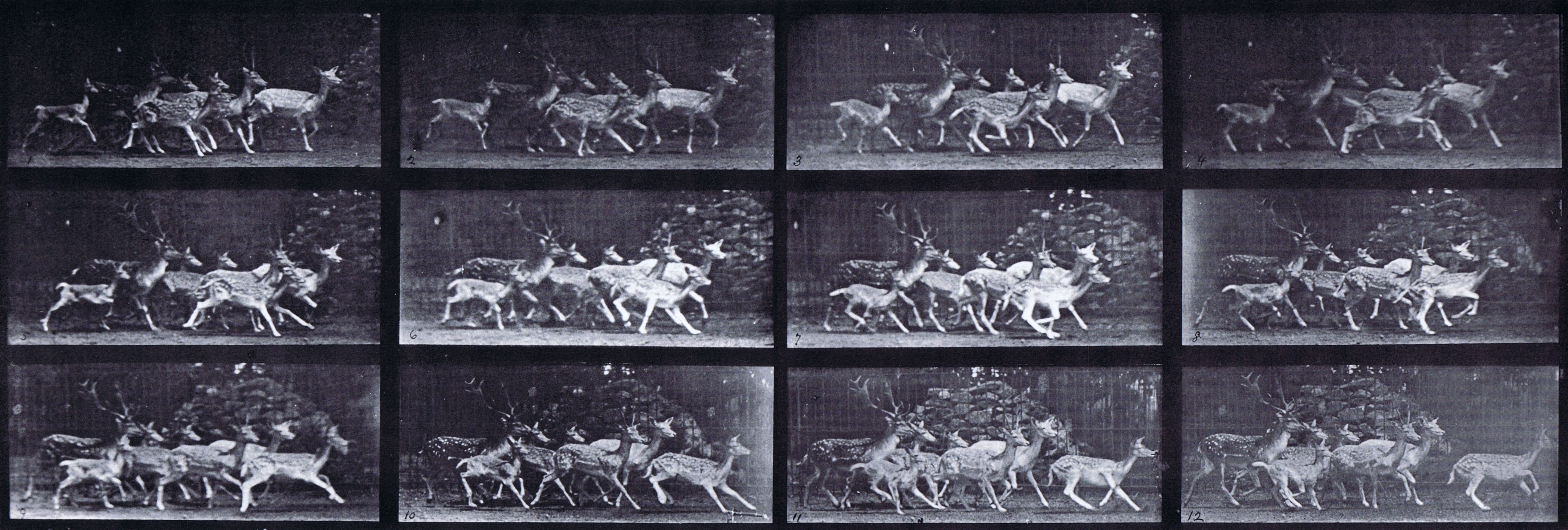 large profile fallow deer buck and group of does galloping with a various movements animation reference using muybridge plate 690 from animal locomotion