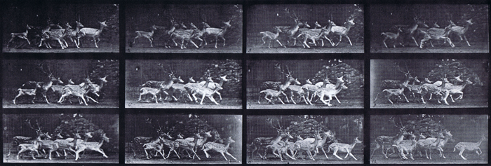 Profile fallow deer buck and group of does galloping with a various movements animation reference using muybridge plate 690 from animal locomotion