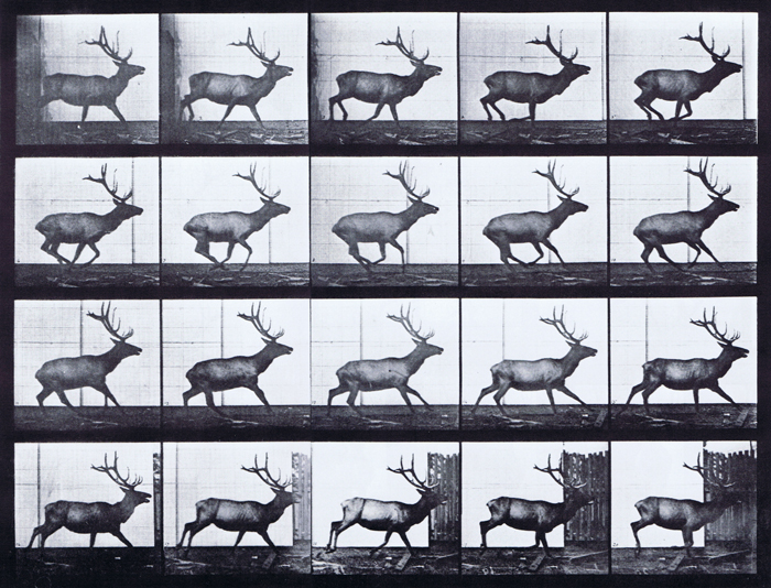 Profile view of elk galloping animation reference using muybridge plate 693 from animal locomotion