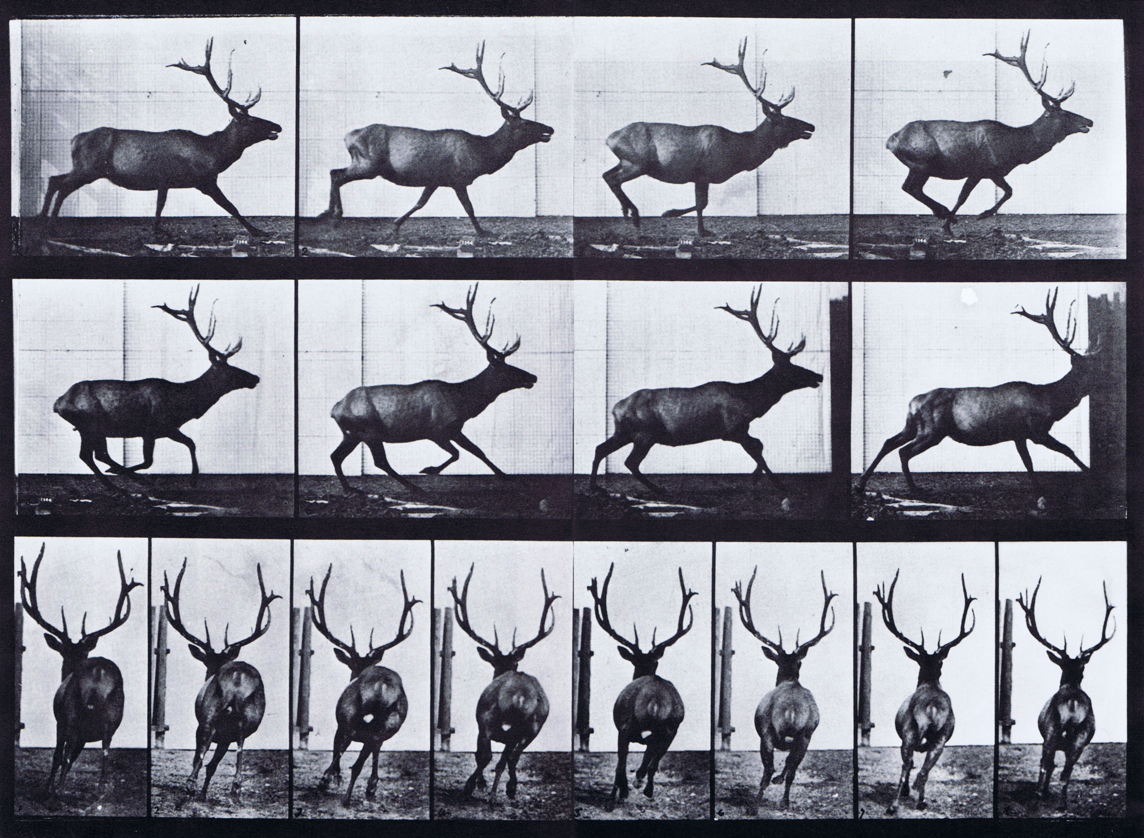 large profile and rear views of elk galloping animation reference using muybridge plate 695 from animal locomotion