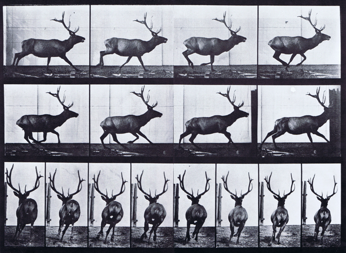 Profile and rear views of elk galloping animation reference using muybridge plate 695 from animal locomotion