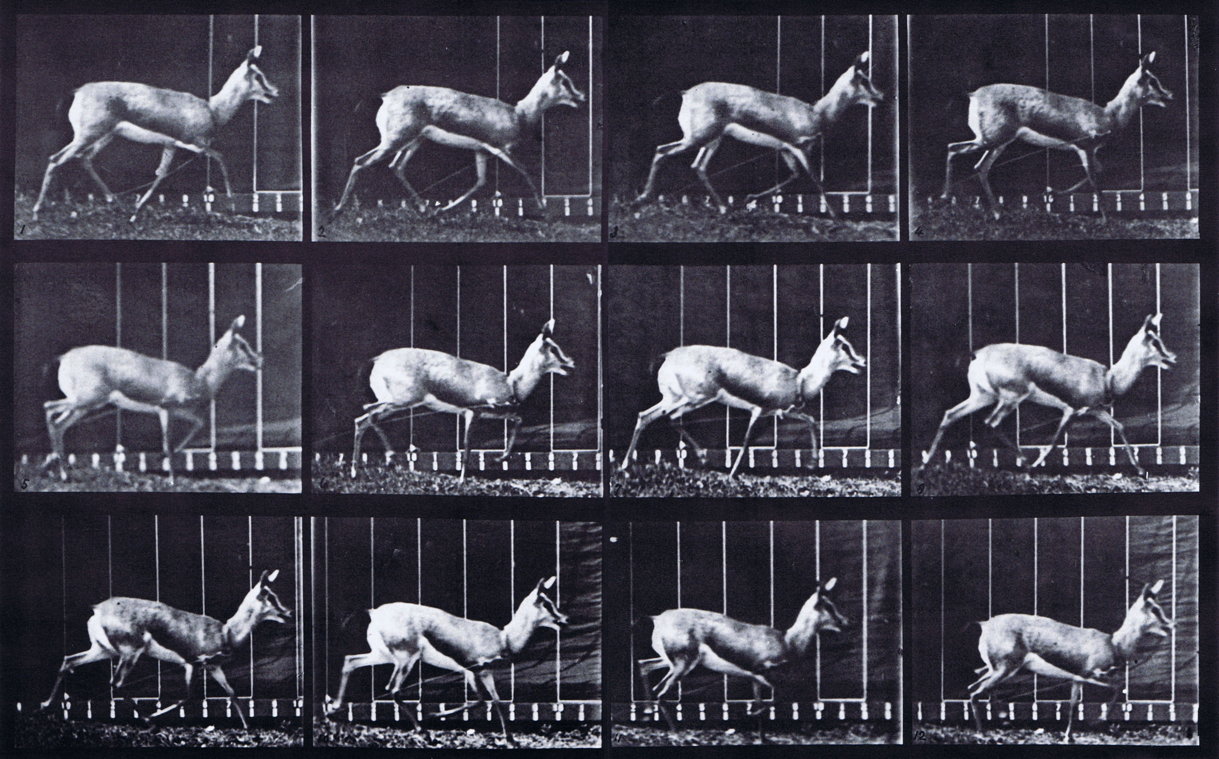 large profile view of antelop trotting animation reference using muybridge plate 697 from animal locomotion