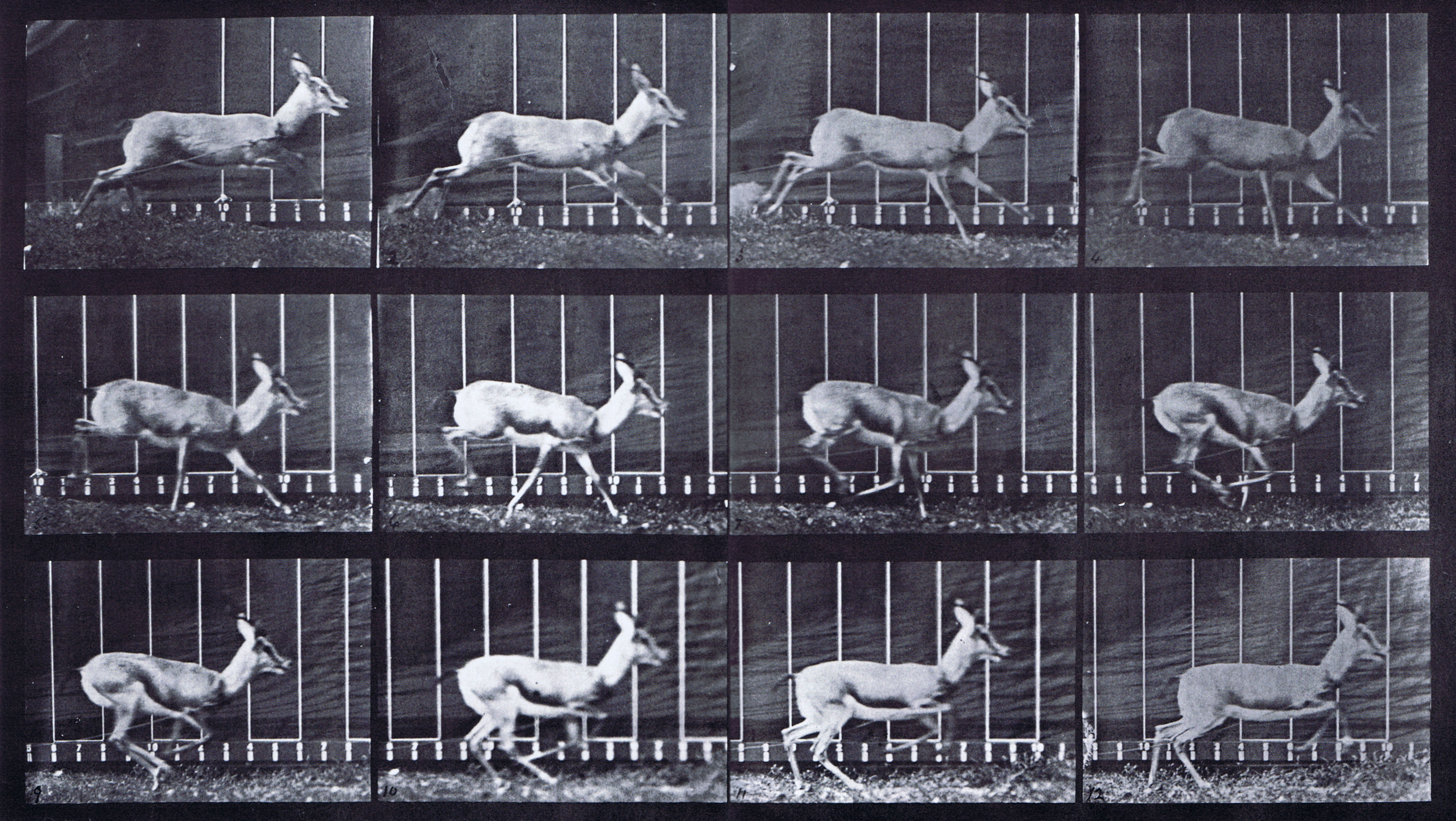 large profile view of antelope galloping animation reference using muybridge plate 698 from animal locomotion