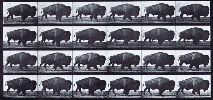 Profile view of buffalo walking animation reference using muybridge plate 699 from animal locomotion