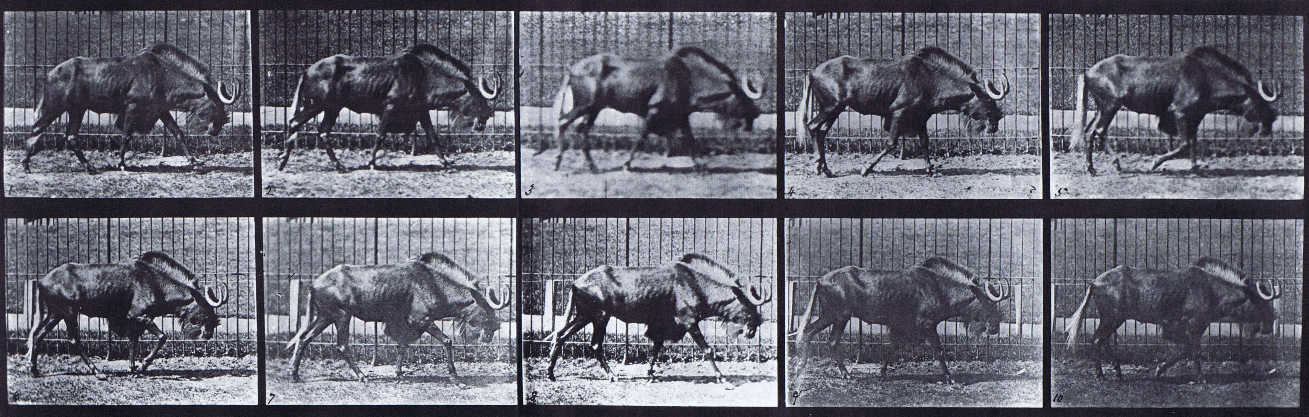 large profile view of gnu walking animation reference using muybridge plate 701 from animal locomotion