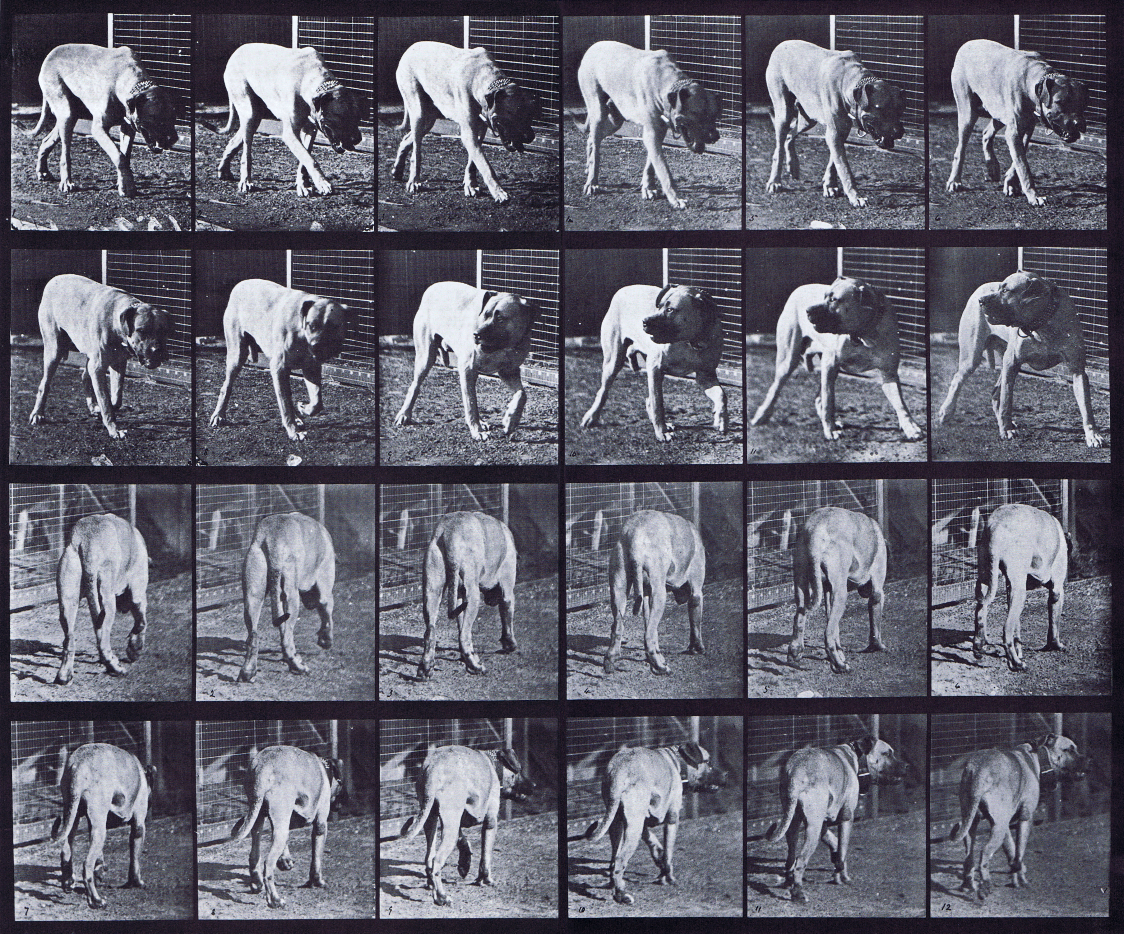large front three-quarter and rear three-quarter views of dog walking and interrupted animation reference using muybridge plate 703 from animal locomotion