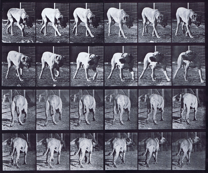 Front three-quarter and rear three-quarter views of dog walking and interrupted animation reference using muybridge plate 703 from animal locomotion