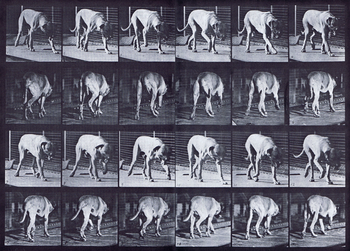 Muybridge Art Refrence - Dog Walking - Plate 704