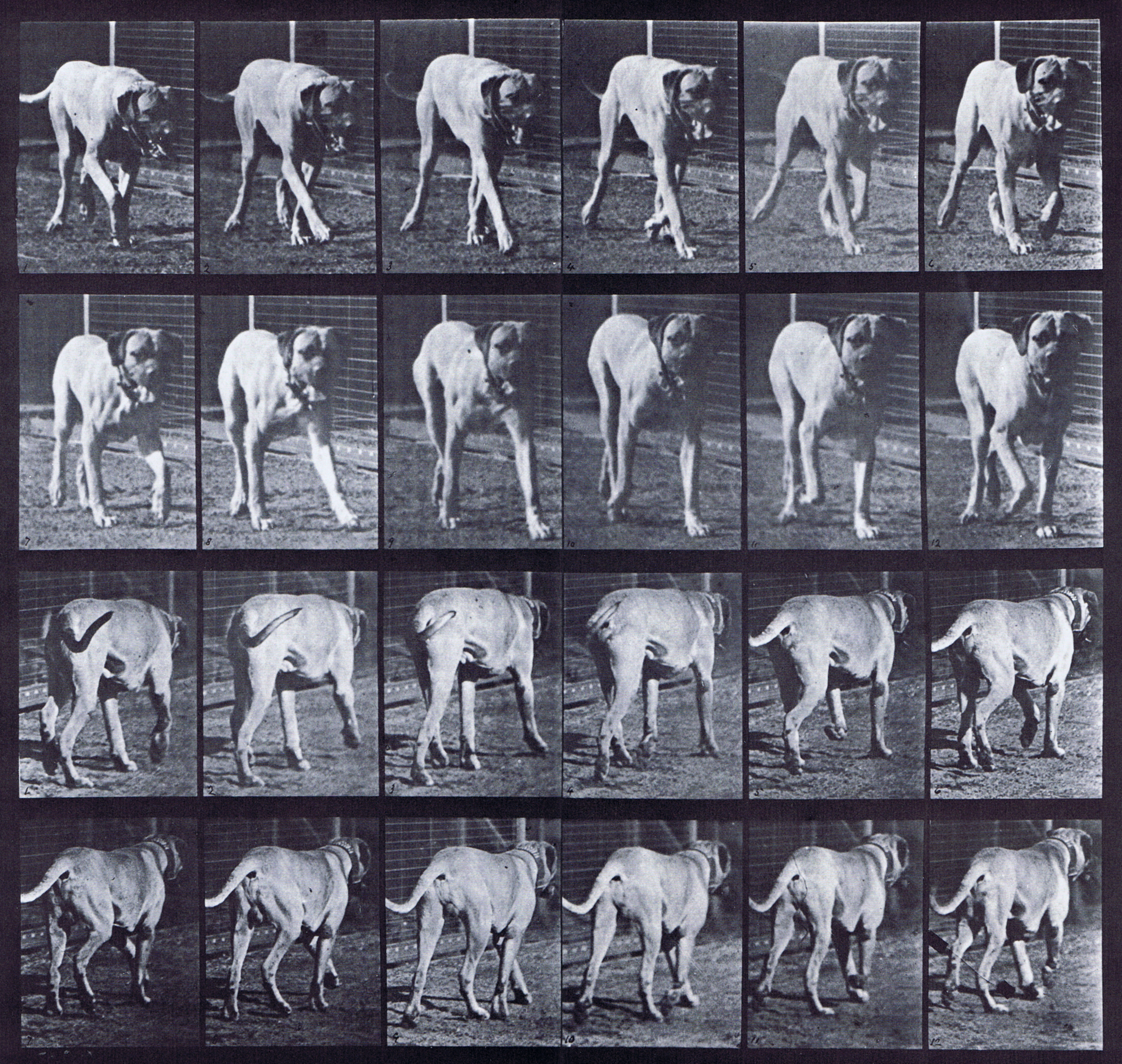 Large Muybridge Art Refrence - Dog Walking - Plate 705