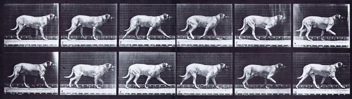 Profile view of dog trotting animation reference using muybridge plate 706 from animal locomotion