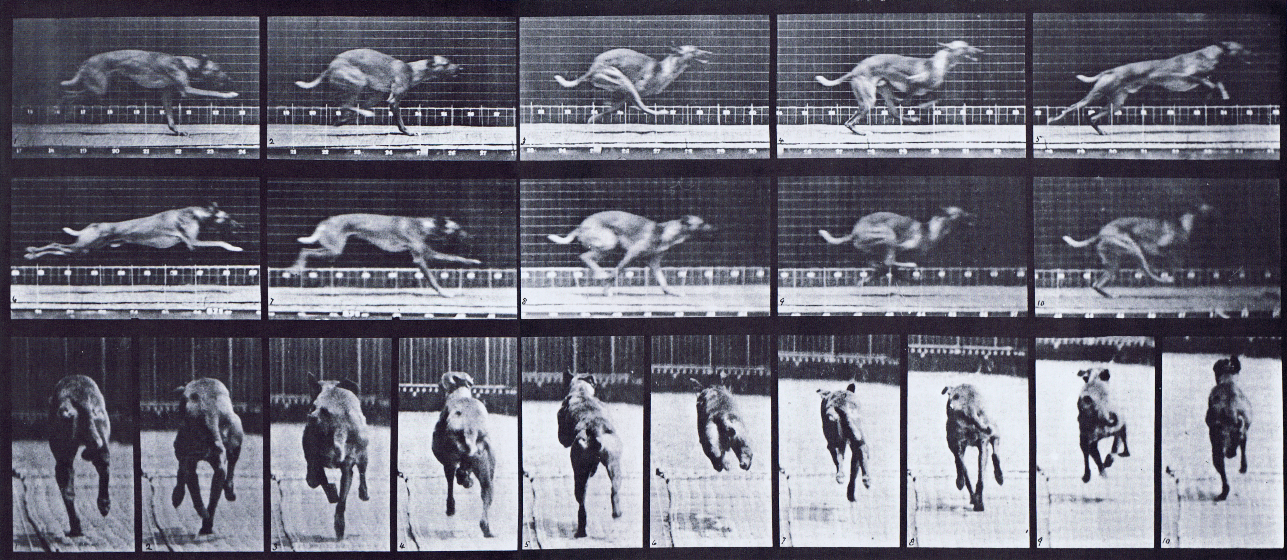 Large Muybridge Art Refrence - Dog Galloping - Plate 708