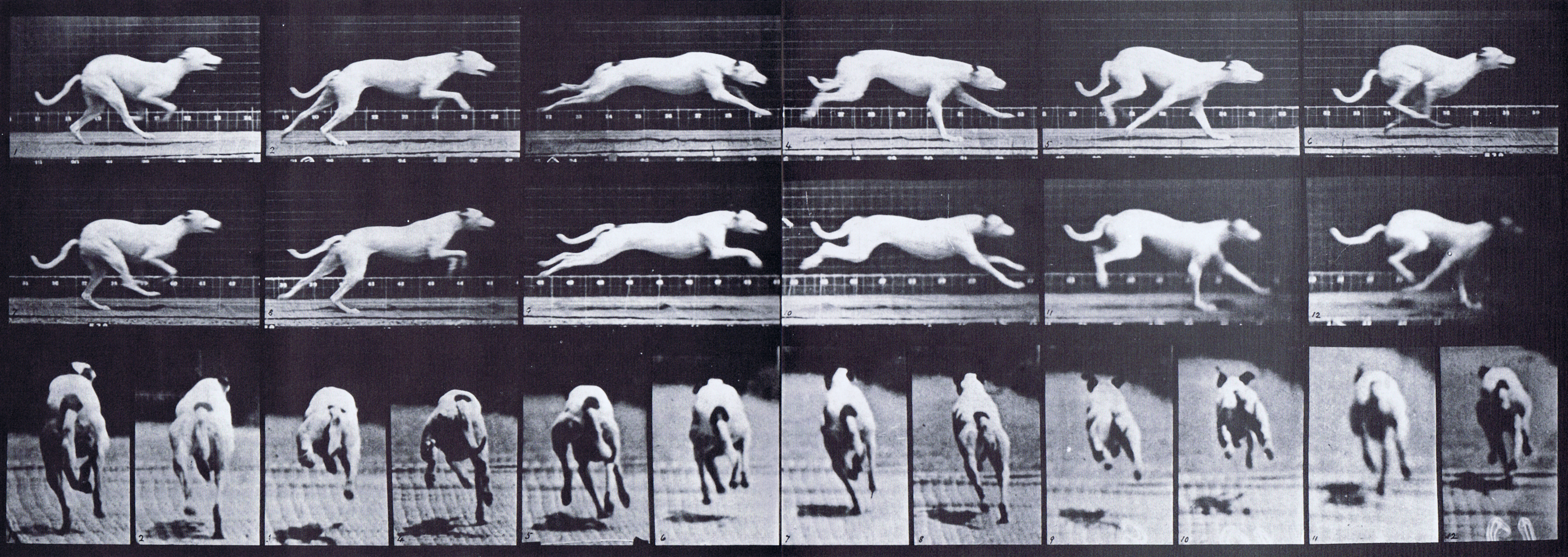 Large Muybridge Art Refrence - Looping Dog Galloping - Plate 709
