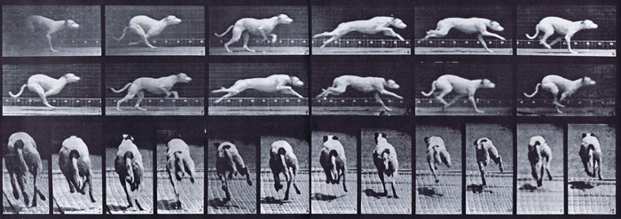 Profile and rear views of dog galloping animation reference using muybridge plate 710 from animal locomotion