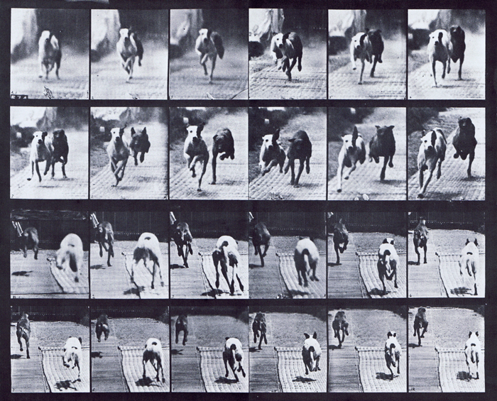 Front and rear views of two dogs racing animation reference using muybridge plate 711 from animal locomotion