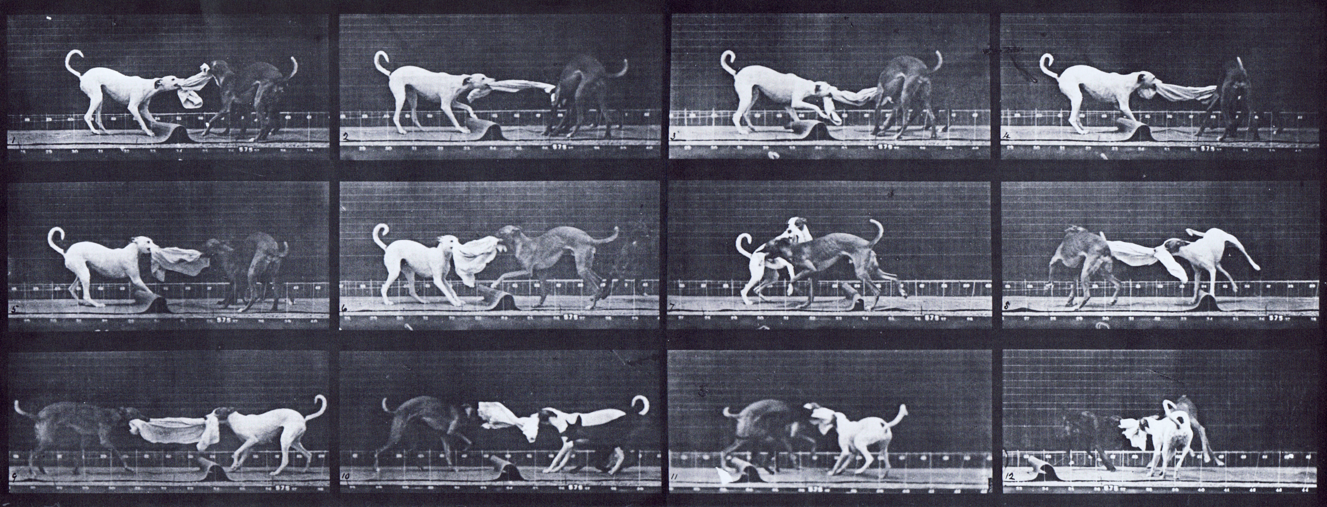 large profile view of two dogs tugging at a towel animation reference using muybridge plate 715 from animal locomotion