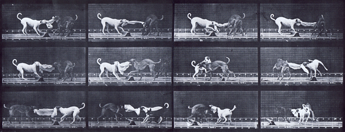 Profile view of two dogs tugging at a towel animation reference using muybridge plate 715 from animal locomotion
