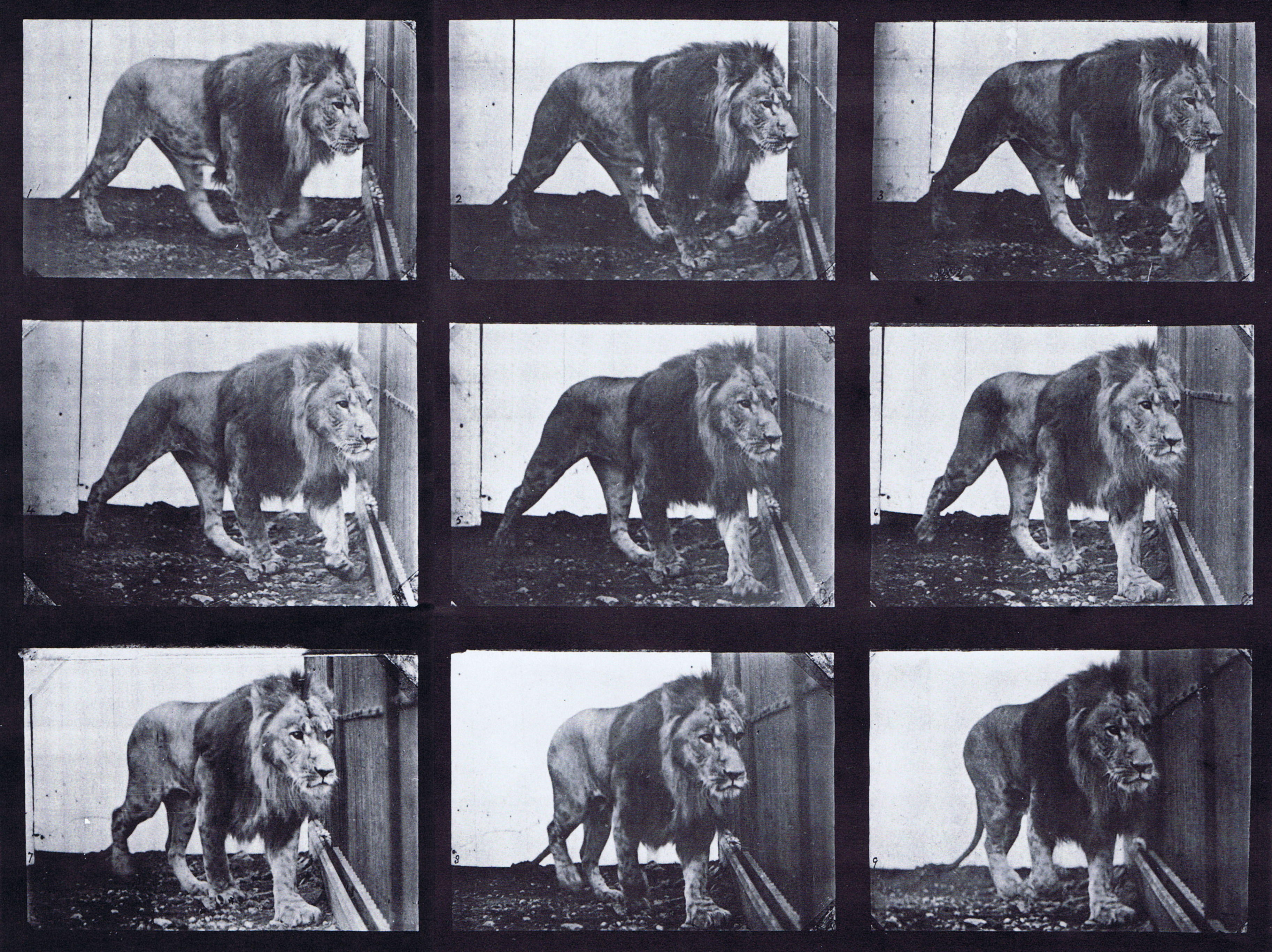 large front three-quarter view of lion walking animation reference using muybridge plate 721 from animal locomotion