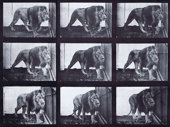 Front three-quarter view of lion walking animation reference using muybridge plate 721 from animal locomotion