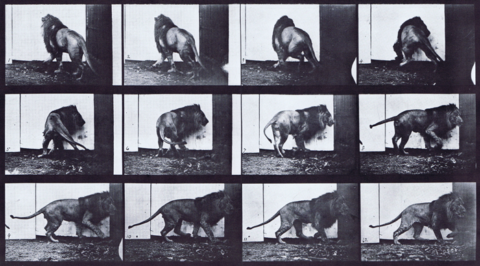 Rear three-quarter view of lion walking then turning around animation reference using muybridge plate 725 from animal locomotion