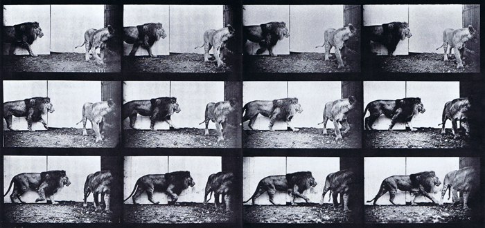 Profile and front view of lion and lioness walking animation reference using muybridge plate 726 from animal locomotion