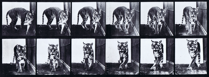 Front view of tigress walking and turning around animation reference using muybridge plate 730 from animal locomotion