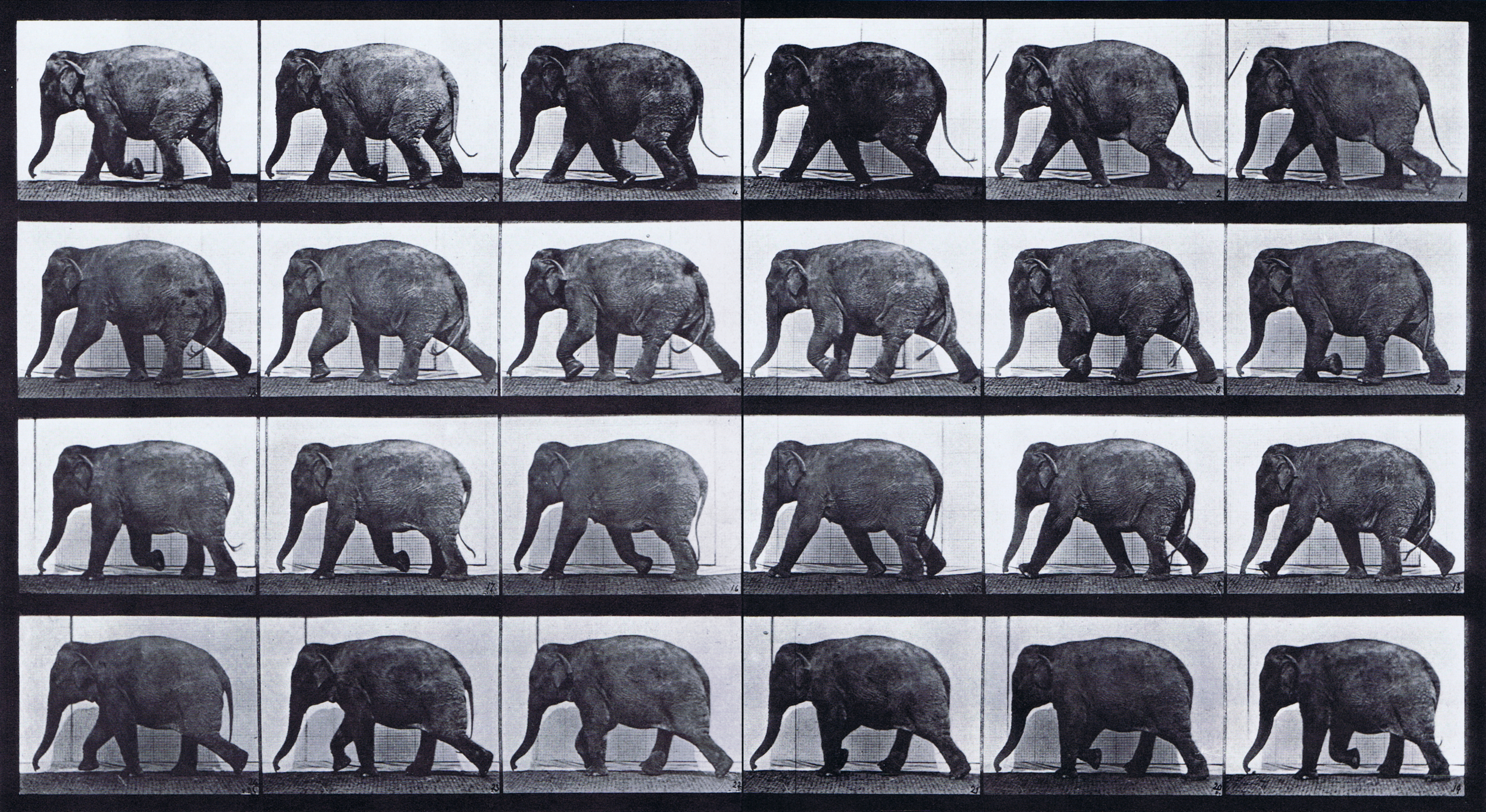 Large Muybridge Art Refrence - Elephant Walking - Plate 733