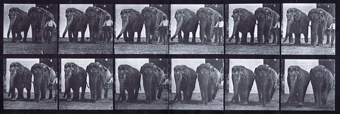 Front three-quarter view of two elephants walking animation reference using muybridge plate 734 from animal locomotion