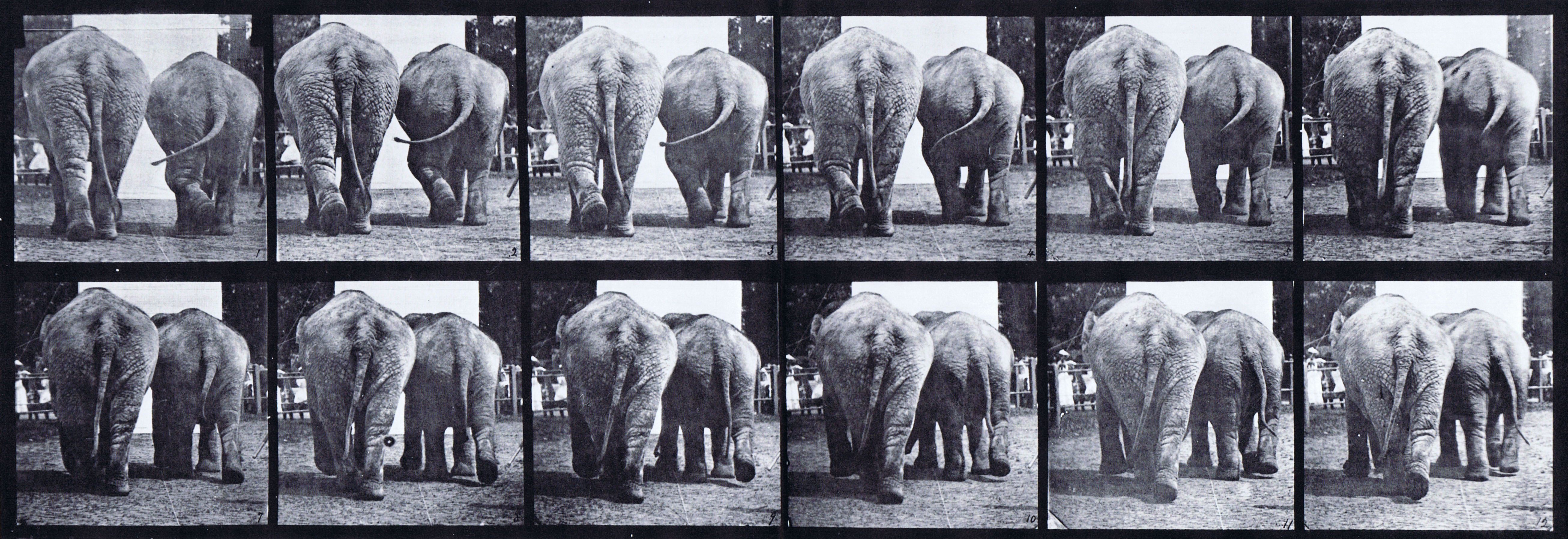 large rear view of two elephants walking animation reference using muybridge plate 735 from animal locomotion