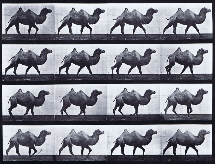 Profile view of bactrain camel walking animation reference using muybridge plate 737 from animal locomotion