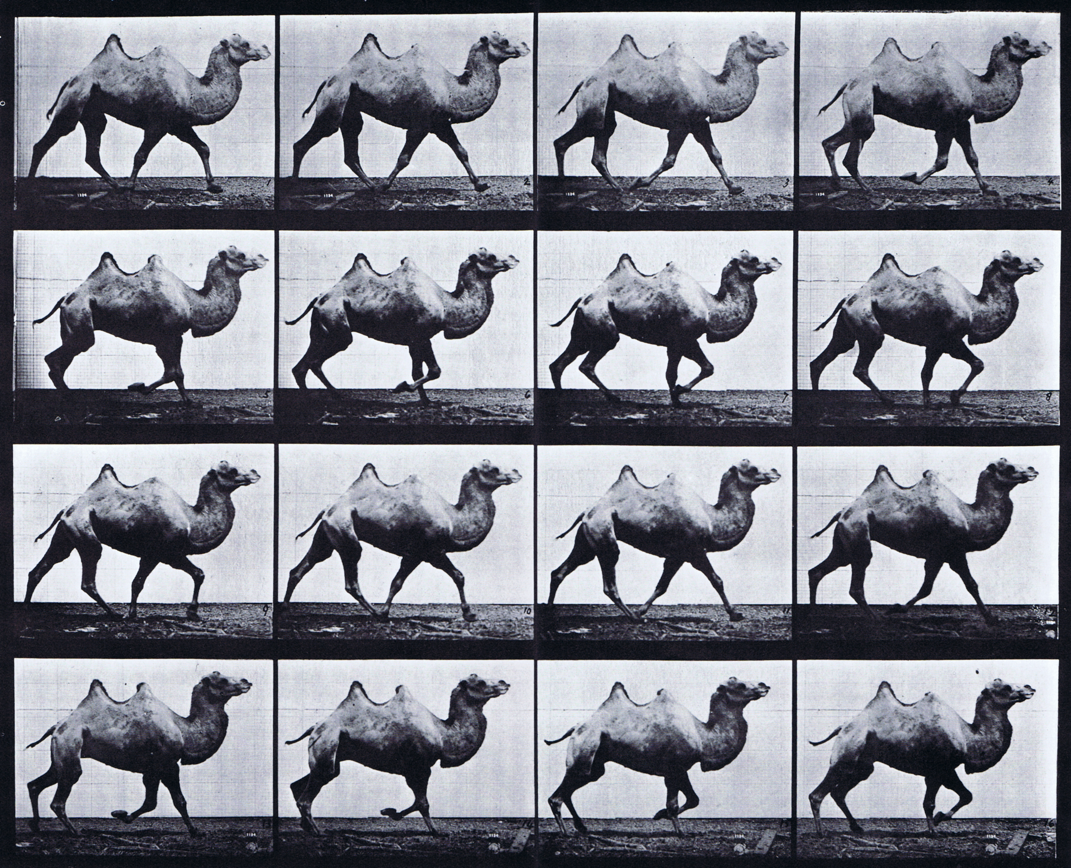 large profile view of bactrain camel racking animation reference using muybrige plate 738 from animal locomotion