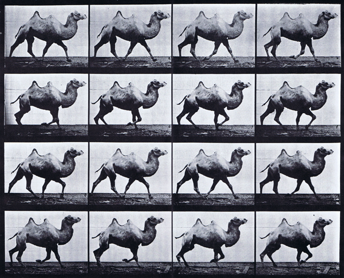 Profile view of bactrain camel racking animation reference using muybrige plate 738 from animal locomotion