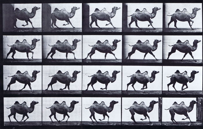 Profile view of bactrain camel galloping animation reference using muybridge plate 739 from animal locomotion