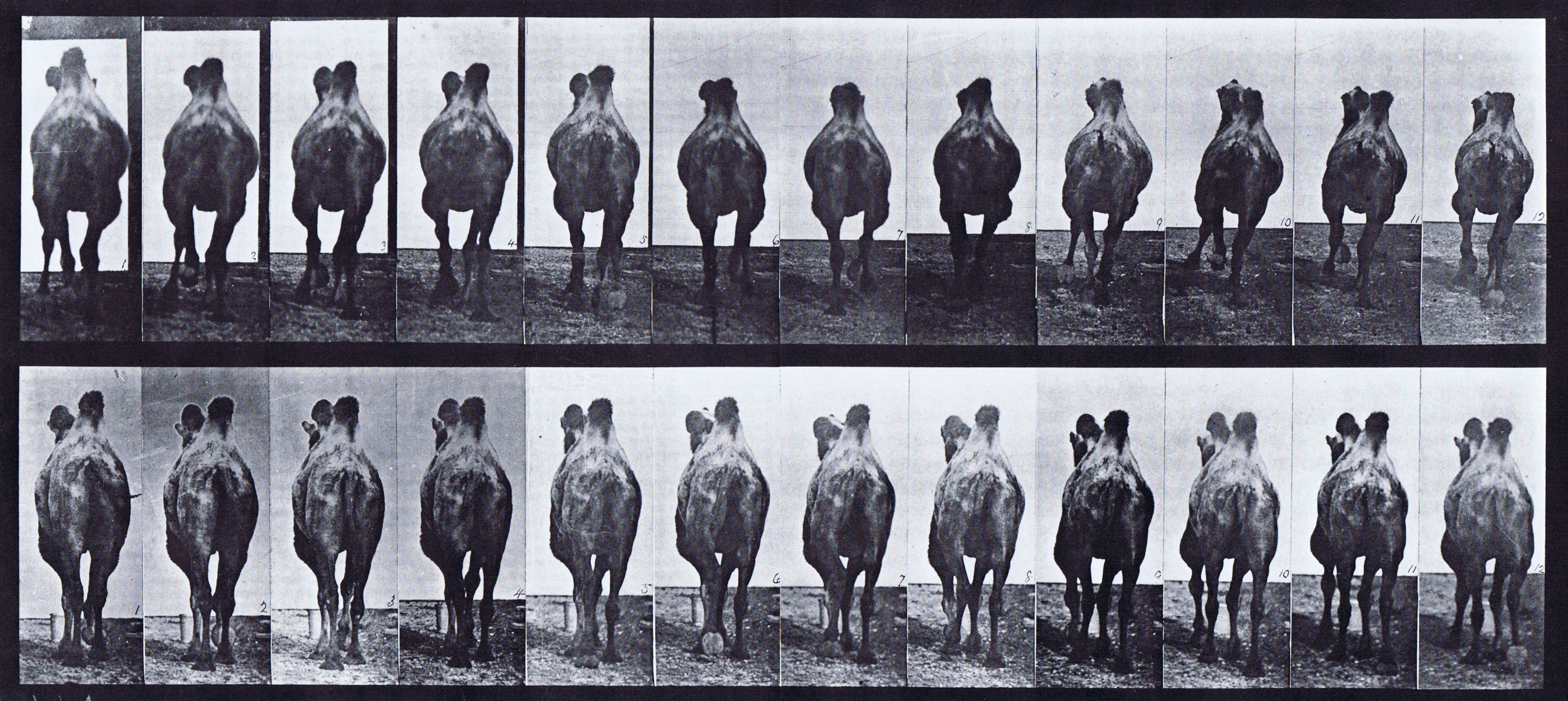 large rear views of bactrain camel, a, walking, b, racking animation reference using muybridge plate 741 from animal locomotion