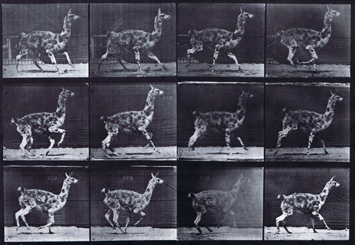 Profile view of guanaco galloping animation reference using muybridge plate 743 from animal locomotion