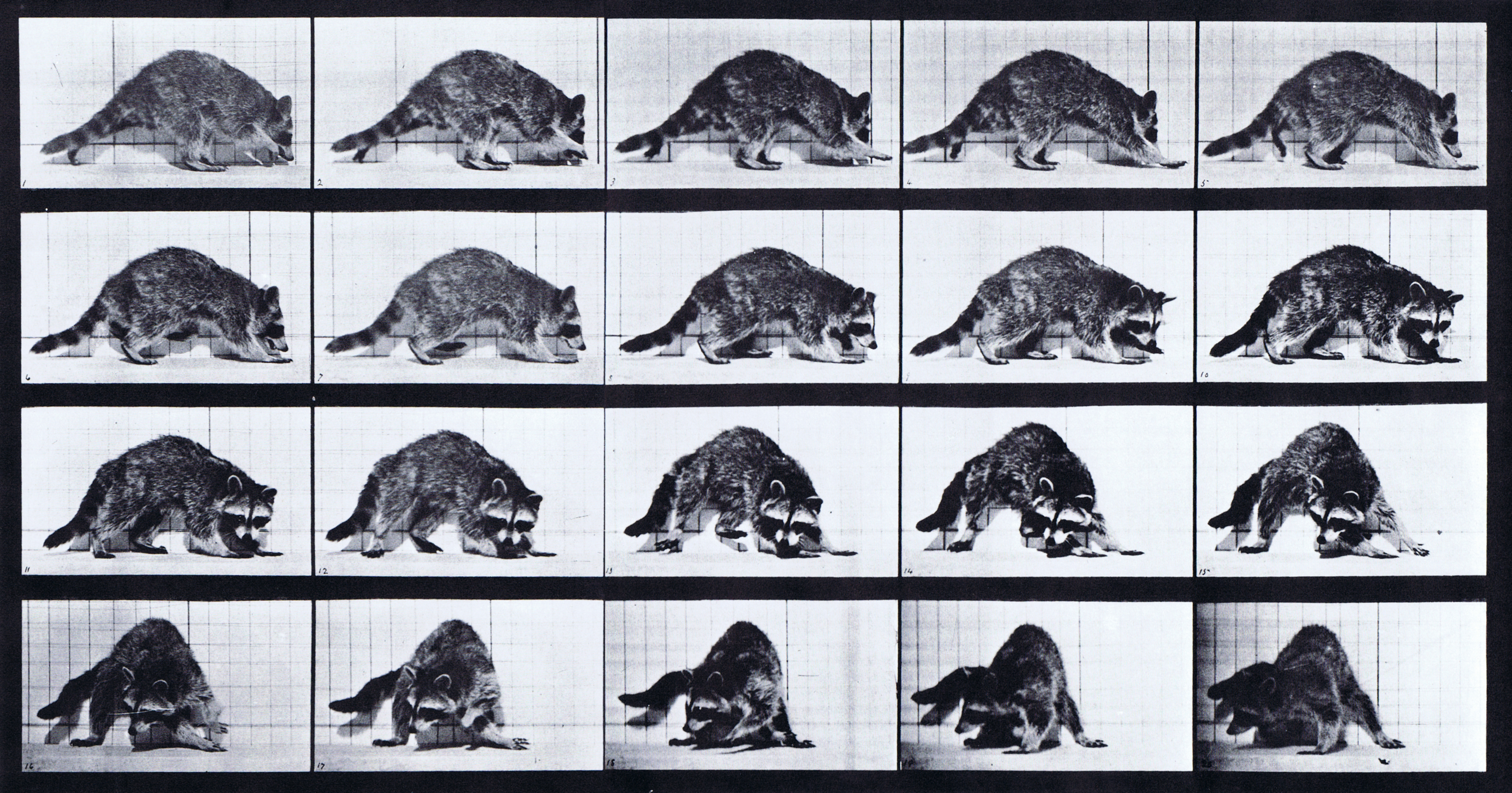 large profile view of raccoon walking then turning around animation reference using muybridge plate 745 from animal locomotion