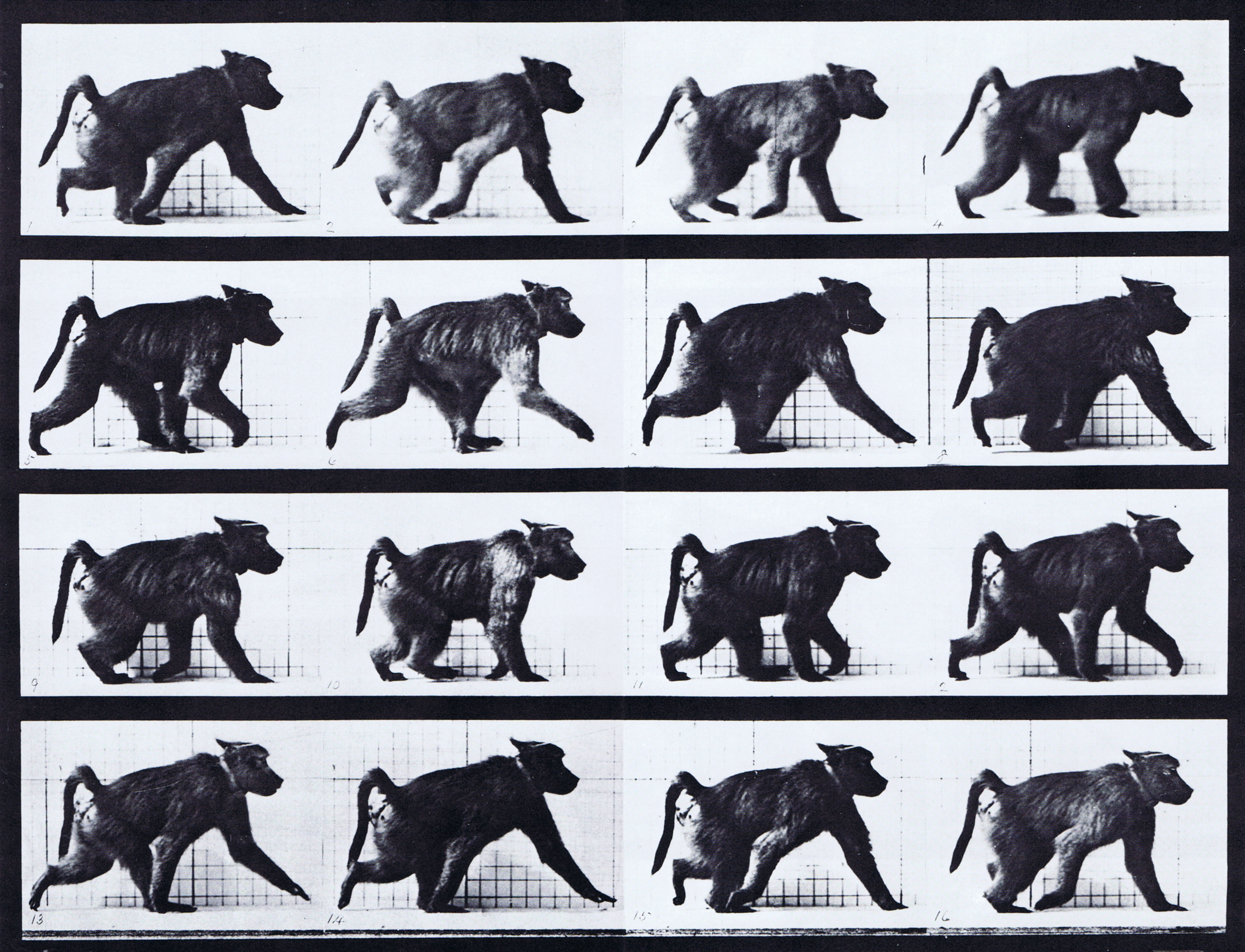 large profile view of baboon looping walkcycle on all fours animation reference using muybridge plate 747 from animal locomotion