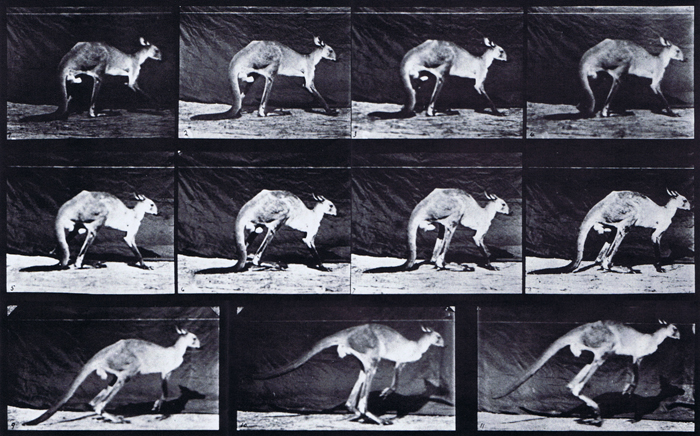 Profile view of kangaroo walking on all fours then changing to a jump animation reference using muybridge plate 751 from animal locomotion