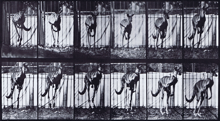 Front view of kangaroo jumping animation reference using muybridge plate 754 from animal locomotion