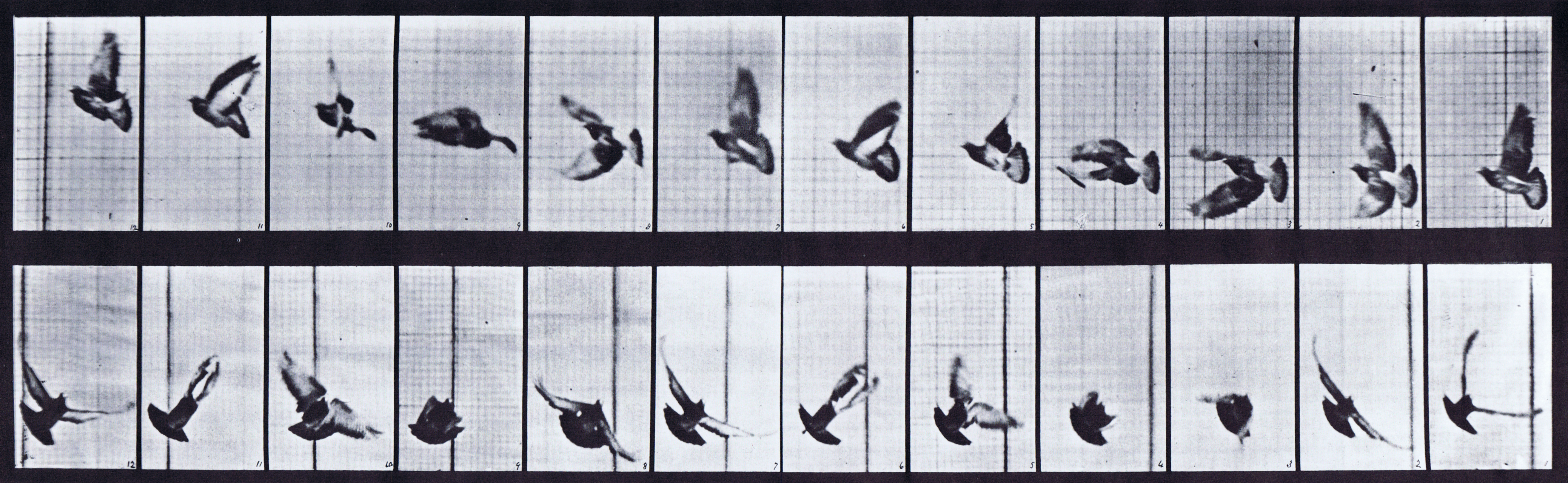 large profile and front views of looping pigeon flying animation reference using muybridge plate 756 from animal locomotion