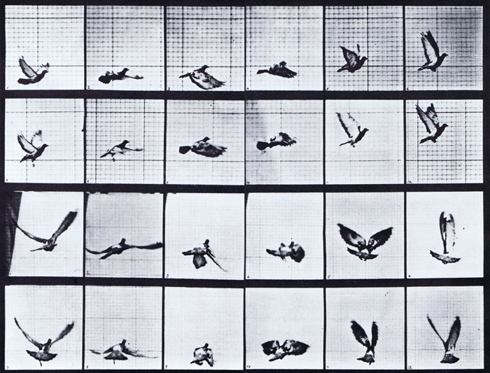 Profile and rear views of looping pigeon flight animation reference using muybridge plate 757 from animal locomotion