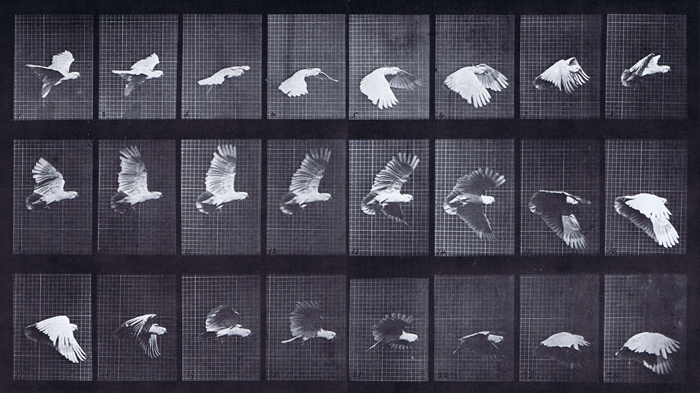 Muybridge Art Refrence - Cockatoo Flying - Plate 758