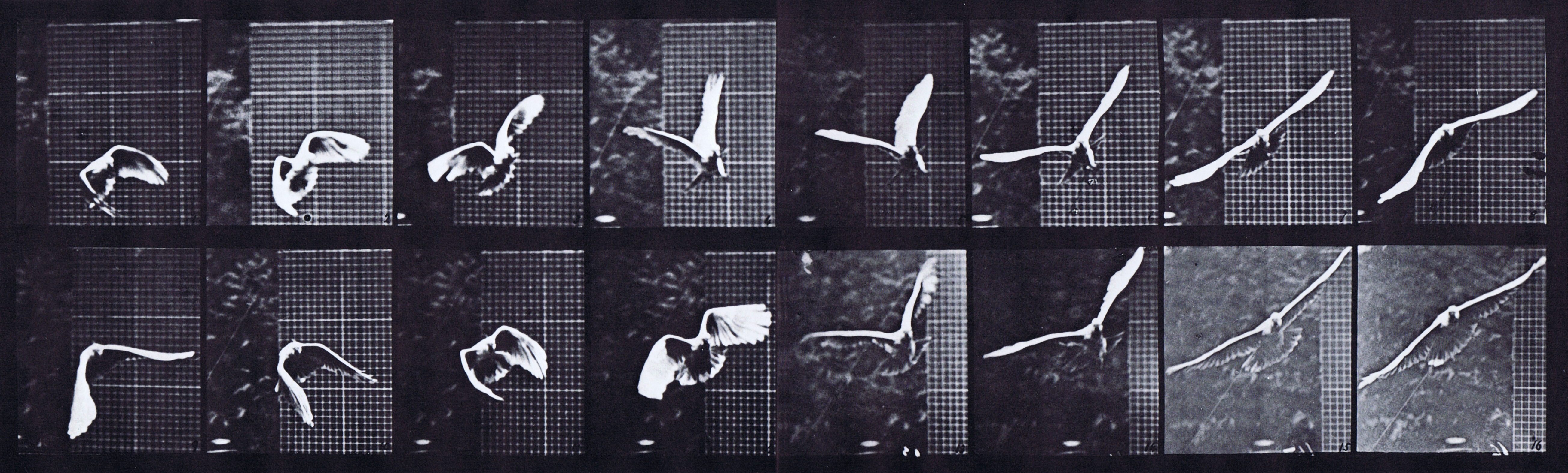 large front view of cockatoo flying animation reference using muybridge plate 761 from animal locomotion